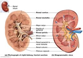 The Urinary System Kidney Anatomy Physiology Human Anatomy And Physiology