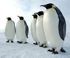 Emperor penguins have yellow ear patches that are open fading into the white of the breast feathers, whereas king penguins have orange ear. Emperor Penguin Facts For Kids Penguins Information