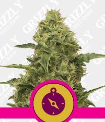 We did not find results for: Northern Light Feminized Seeds Grizzly Seed Bank Royal Queen Seeds