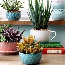 Dicho sustrato sí que no será el habitual para flores por ejemplo, nuestro cactus necesitará una mezcla de 50% de arena de río gruesa y un 50% de turba. Como Cuidar Suculentas Dentro Y Fuera De Casa