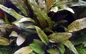 Cryptocoryne wendtii can be very easy to propagate. Cryptocoryne Wendtii Tropica Tropica Aquarium Plants