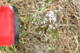 These strategies include using diatomaceous earth, kaolin clay, a botanical insecticide, several cultural control methods, and biological control. Diatomaceous Earth Uses In The Garden