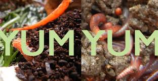 It is simple, they catch fish! Best Foods To Feed Red Wiggler Composting Worms Home Grown Fun