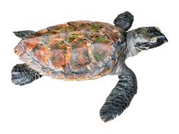 Cruising underwater from the perspective of a sea turtle. Hawksbill Eretmochelys Imbricata Tropical Herping
