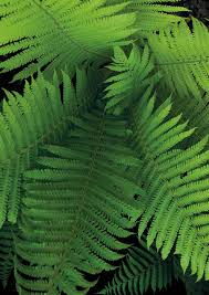 Image result for Crossopetalum mossambicense