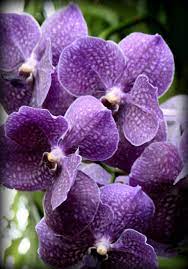 Pin On Orchids