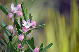 Low maintenance perennial flowers australia. Australian Native Plants The Essential Guide Better Homes And Gardens
