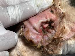 Image result for mold in the ear dog