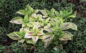 Image result for Coleus rhodesianum