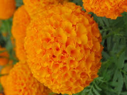 Image result for Tagetes erecta