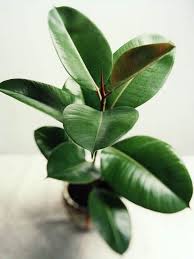 The 15 Easiest Indoor House Plants That Won T Die On You Plants Best Indoor Plants Indoor Plants