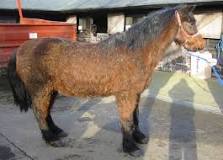 Equine Cushing's disease - Fact Files - Information and ...