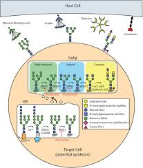 Oct 02, 2014 · since the early 1920s, diabetic patients were treated with insulin, which was purified from bovine or porcine pancreas. N Linked Surface Glycan Biosynthesis Composition Inhibition And Function In Cnidarian Dinoflagellate Symbiosis Biorxiv