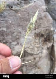 Image result for Enneapogon desvauxii