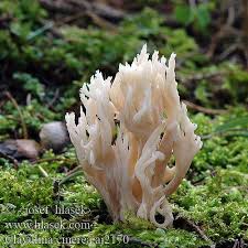 Image result for Clavulina cinerea