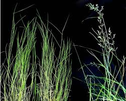 Image result for Agrostis