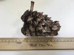 Image result for Astropanax abyssinicus