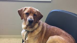 Learn more about northern lites labs in michigan. Family Of Detroit Pistons Coach Adopts Only Dog Left At Northern Michigan Shelter Wpbn