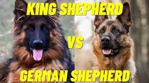 Maybe you would like to learn more about one of these? King Shepherd Vs German Shepherd The Difference Between The Two Dog Breeds Youtube