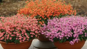Image result for Diascia