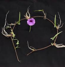 Image result for Ipomoea shirambensis