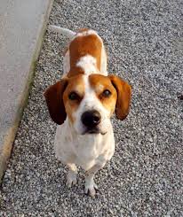 1) niente cani per regalo a bimbi o cuccioli da regalare a persone di 102. Cani In Cerca Di Adozione A Padova Scopri Tutti I Pet