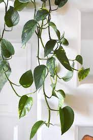 Tips On How To Care For Pothos Plants 1000 Pothos Plant Care Pothos Plant Hanging Plants Indoor