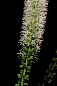 Image result for Entada gigas