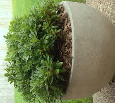This variety features olive green foliage with. Pittosporum Tobira Wheeleri Kiefer Nursery Trees Shrubs Perennials