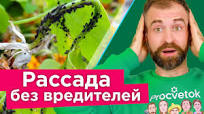 СПАСАЕМ РАССАДУ ОТ ВСЕХ ВРЕДИТЕЛЕЙ! Один препарат от трипсов, паутинного  клеща, тли, белокрылки и др
