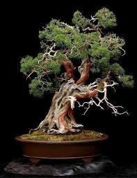 Call us at 1 315 4971058. Bonsai Rocky Mountain Bristlecone Pine Pinus Aristata Botanicalporn