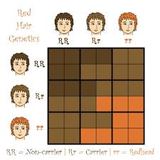 Hair Color Dominant Recessive Lajoshrich Com