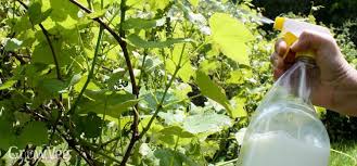 To prevent powdery mildew from getting started in the garden, take these steps: Using Milk To Prevent Powdery Mildew