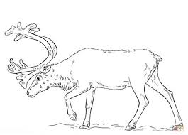 Ask your child to use these shades for coloring this. Caribou Coloring Pages Kidsuki