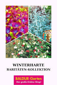 Winterharte Raritaten Kollektion In 2020 Winterhart Freiland Hortensie Hortensien
