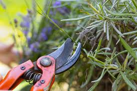 Instead, work slowly, trimming back each branch, but never cutting into the brown wood. How To Prune Lavender The Secret To Beautiful Blooms Every Year