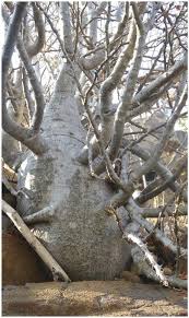 Image result for Solanecio sp.no.1