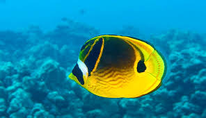 Scub Dive Oahu Wreck And Reef Dive