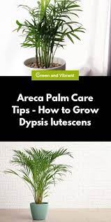 Areca Palm Care Tips How To Grow Dypsis Lutescens Trees Com Areca Palm Care Areca Palm Bamboo Plant Care