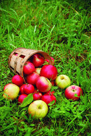Some trees produce sterile pollen and need to be planted with at. Tips For Growing Apple Trees Finegardening