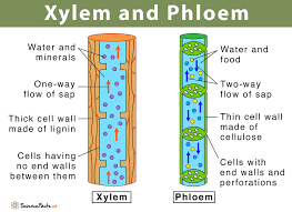We did not find results for: Xylem And Phloem Main Differences Similarities Diagram