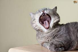 Mouth cancer is a rare, but present—and potent—disease affecting dogs and their owners today. Cat Mouth Cancer Feline Oral Squamous Cell Carcinoma Explained Pets4homes