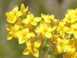 Image result for Sebaea longicaulis