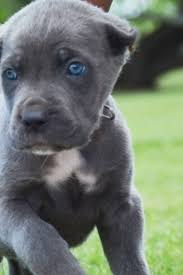 Few breeders can compete with castleguard cane corso in akc titling. Bentley Cane Corso Puppy 598992 Puppyspot