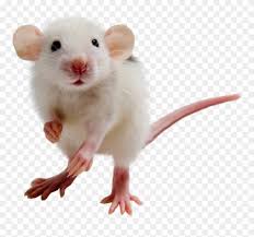 Refine your search for hamster png transparent. Hamster Clipart Transparent Background Transparent Background Mouse Transparent Png Download 3581426 Pinclipart