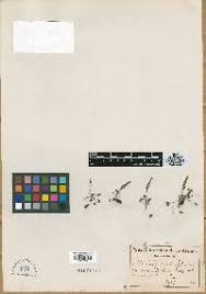 Image result for Oxalis anthelmintica