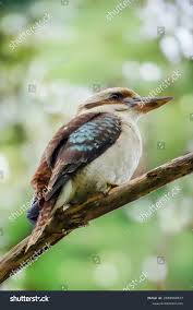 King Bush Laughing Kookaburra Stock ...