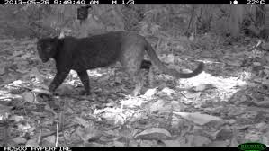 Get dressed for the fight against injustice today. Mysterious Black Leopards Finally Reveal Their Spots Jcu Australia