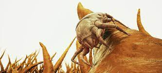 Some of dust mite control products also contain such active ingredient, as disodium octaborate tetrahydrate (dot), which is a boron compound. How To Get Rid Of Dust Mites Fantastic Pest Control