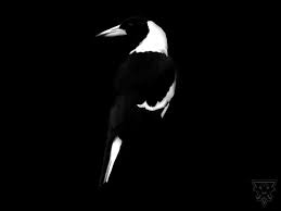 Some of them are transparent (.png). Best 62 Collingwood Football Club Wallpaper On Hipwallpaper Sick Football Wallpapers Good Football Wallpaper And Football Pc Wallpaper